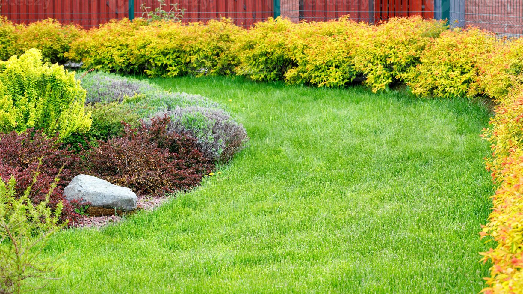 Landscaping of a green lawn with green grass, a boulder in the middle, and a perimeter of yellow bushes. photo