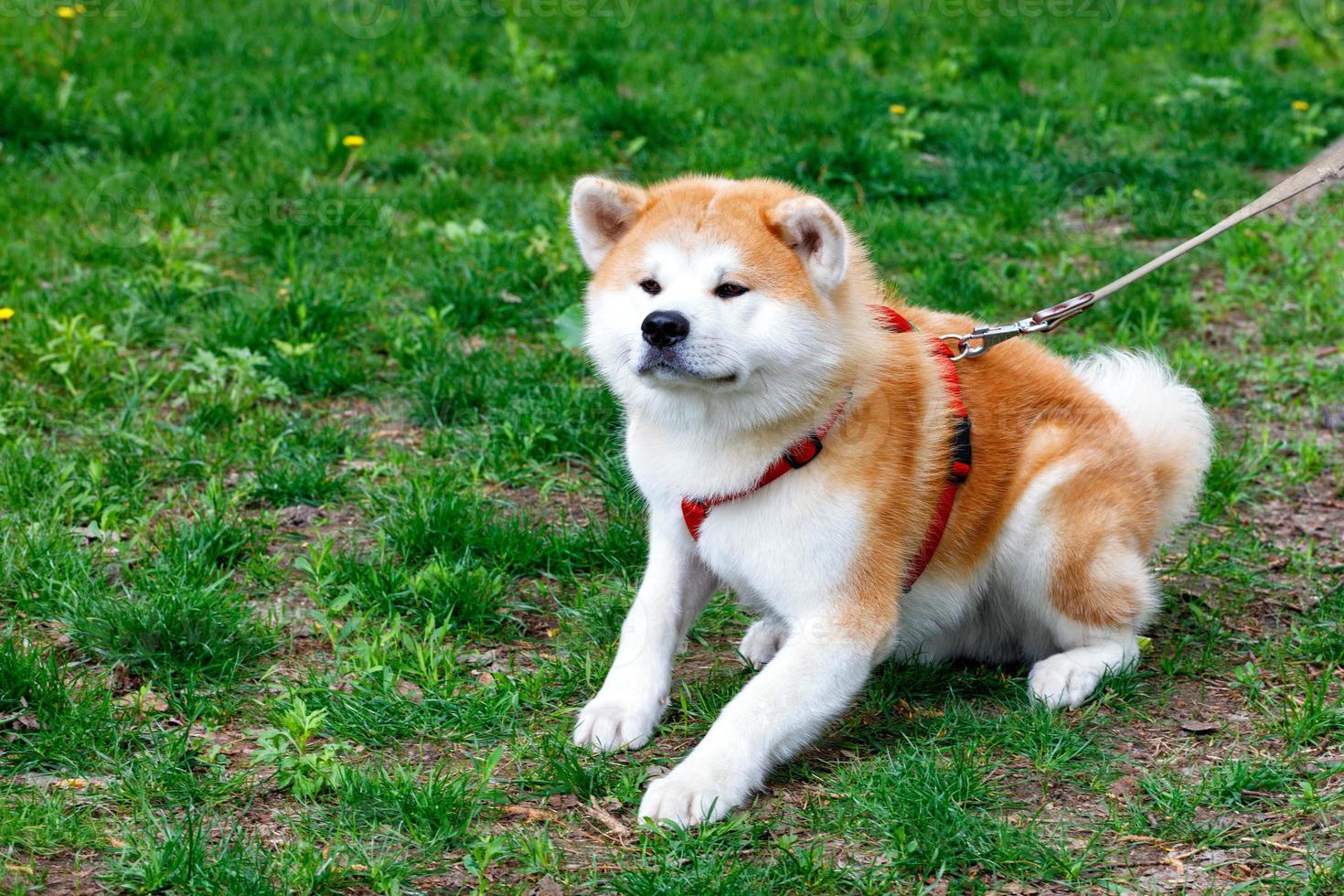 The Japanese breed of dog Akita Inu lies on the background of the green grass of the city lawn. photo