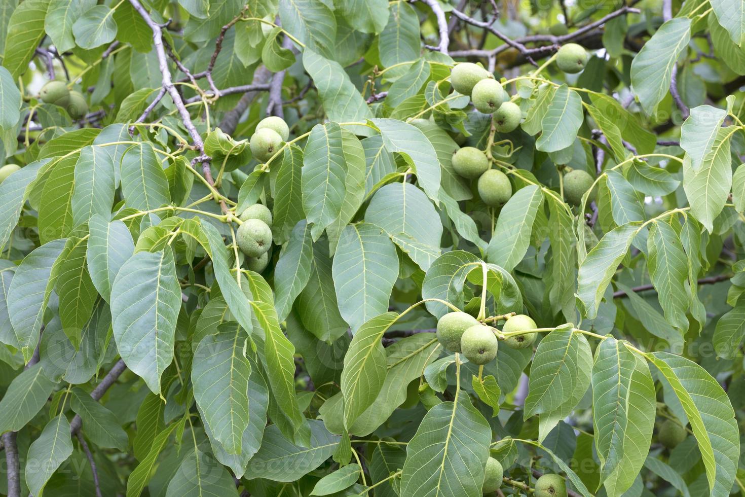 Fruto de nuez verde en un joven árbol verde brillante foto