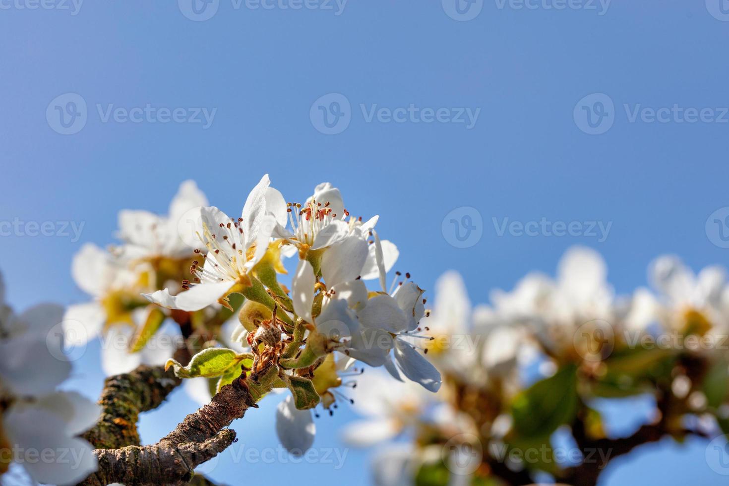 Tender flower petals of an apple tree with snow-white and bright flowers and tiny stamens against a blue sky, selective focus, copy space. photo