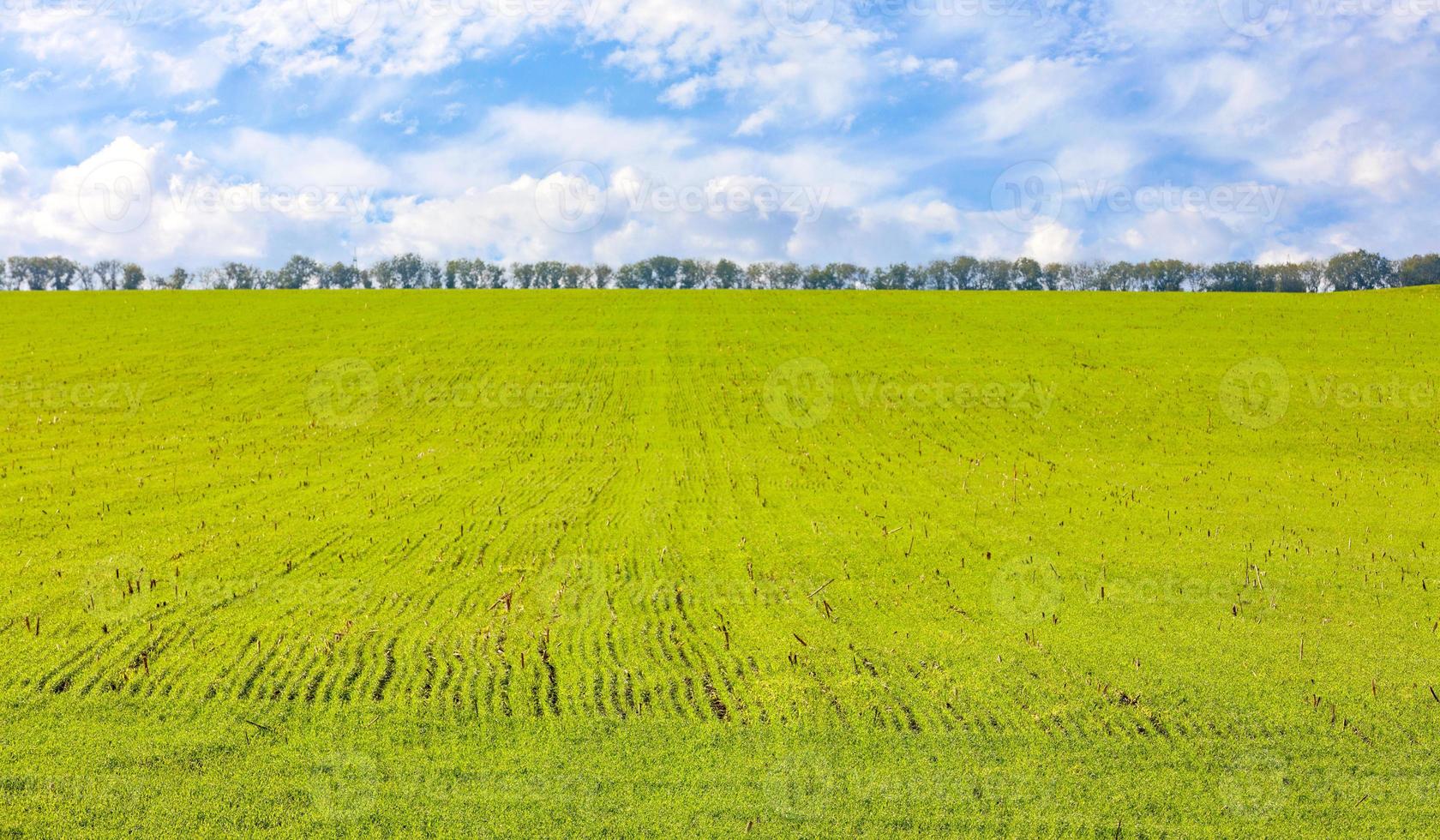 Smooth rows of winter wheat seedlings sprout in a huge field in mid-fall against a blue sky with white clouds. photo