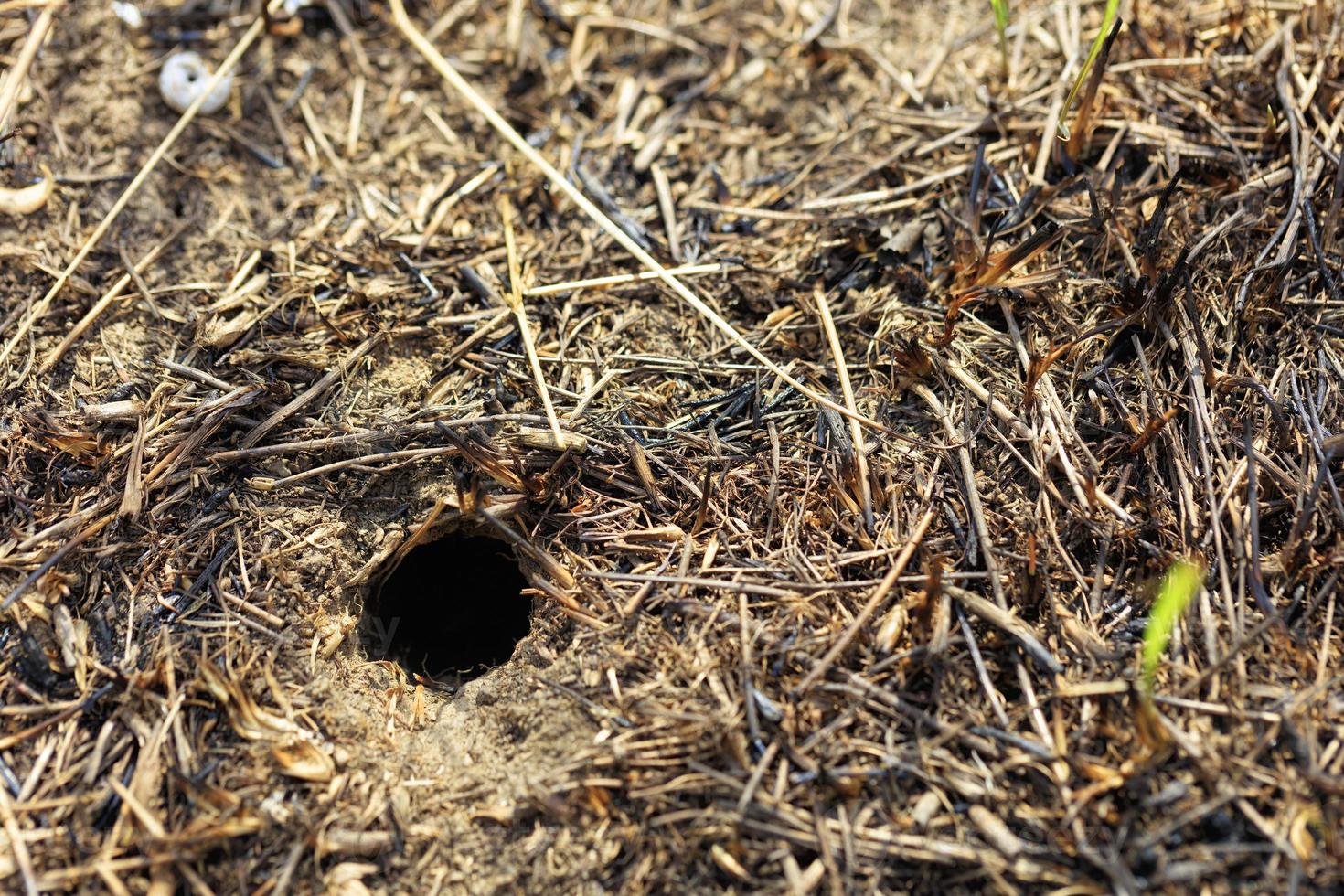 Pequeño roedor madriguera abandonada en un campo en el fondo de hierba quemada foto