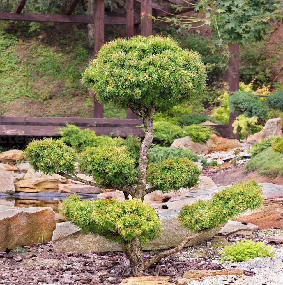 Responder Organo Puede ser ignorado abeto bonsai con exuberantes agujas y hermosas ramas delicadamente  recortadas contra el fondo de un jardín de piedra japonés en el desenfoque.  4704825 Foto de stock en Vecteezy
