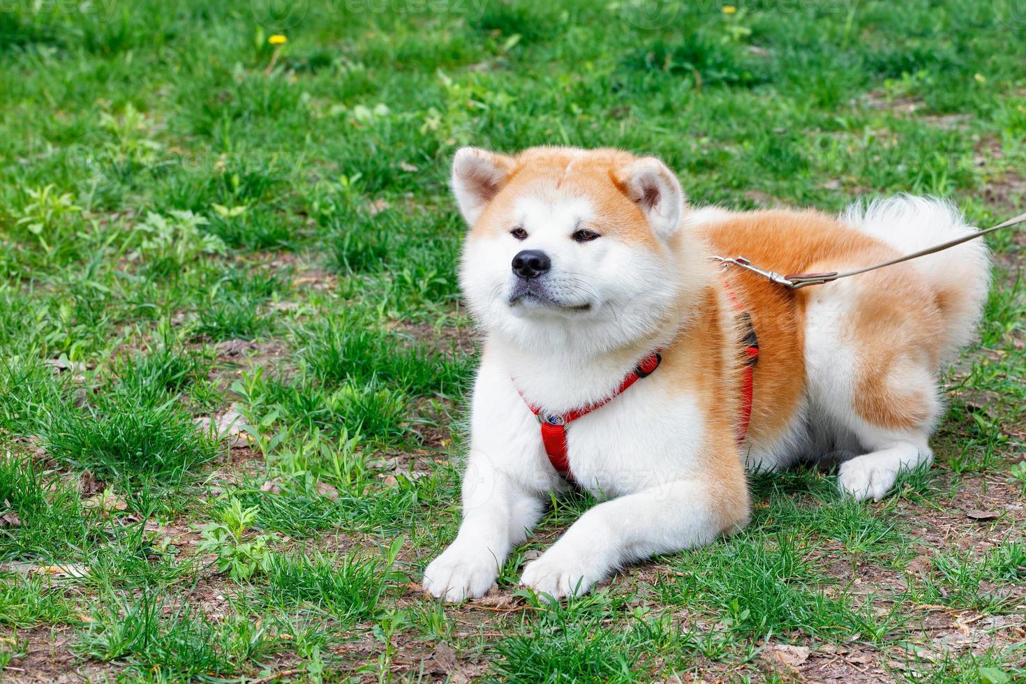 A cute Akita Inu dog lies on the green grass of the city lawn. photo