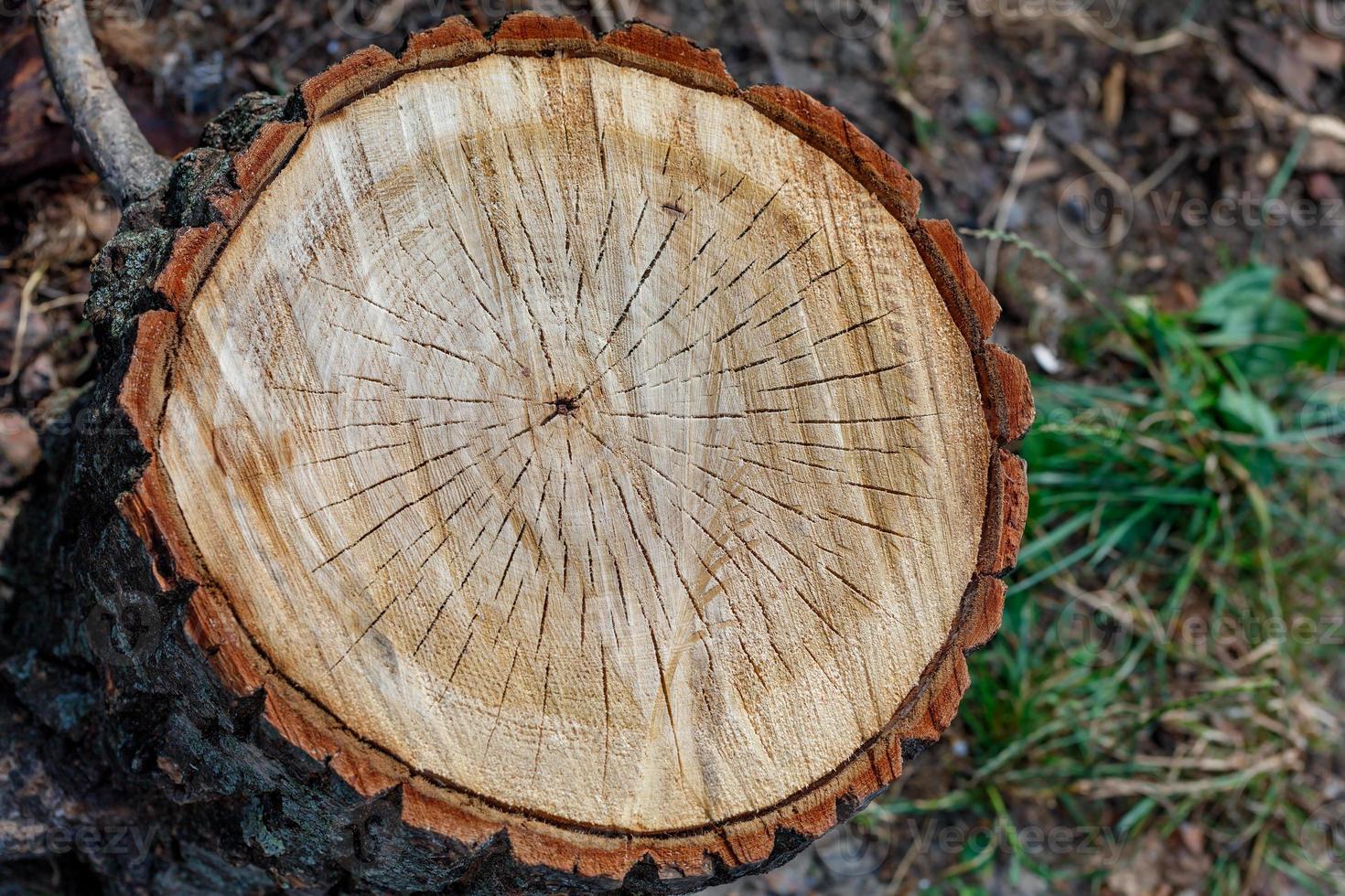 Cross cut of a tree close-up, top view. photo