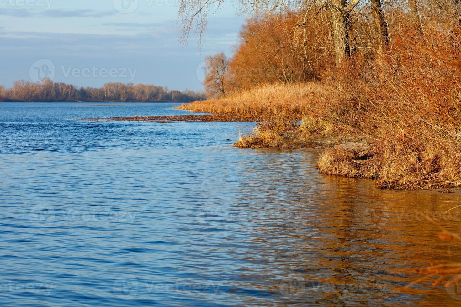 Dried yellow bushes and reeds on the river bank are illuminated by the rays of the winter sun. photo