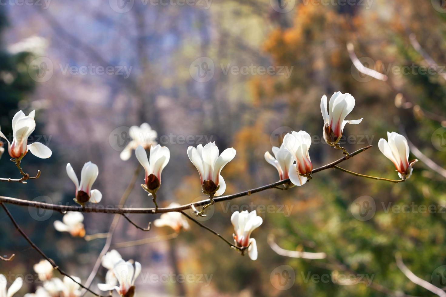 Graceful branch with white magnolia flowers in the spring garden. photo