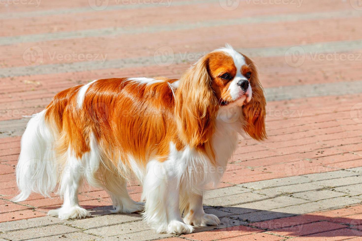 Cavalier King Charles Spaniel en el fondo de la acera bordeada de adoquines rojos. foto