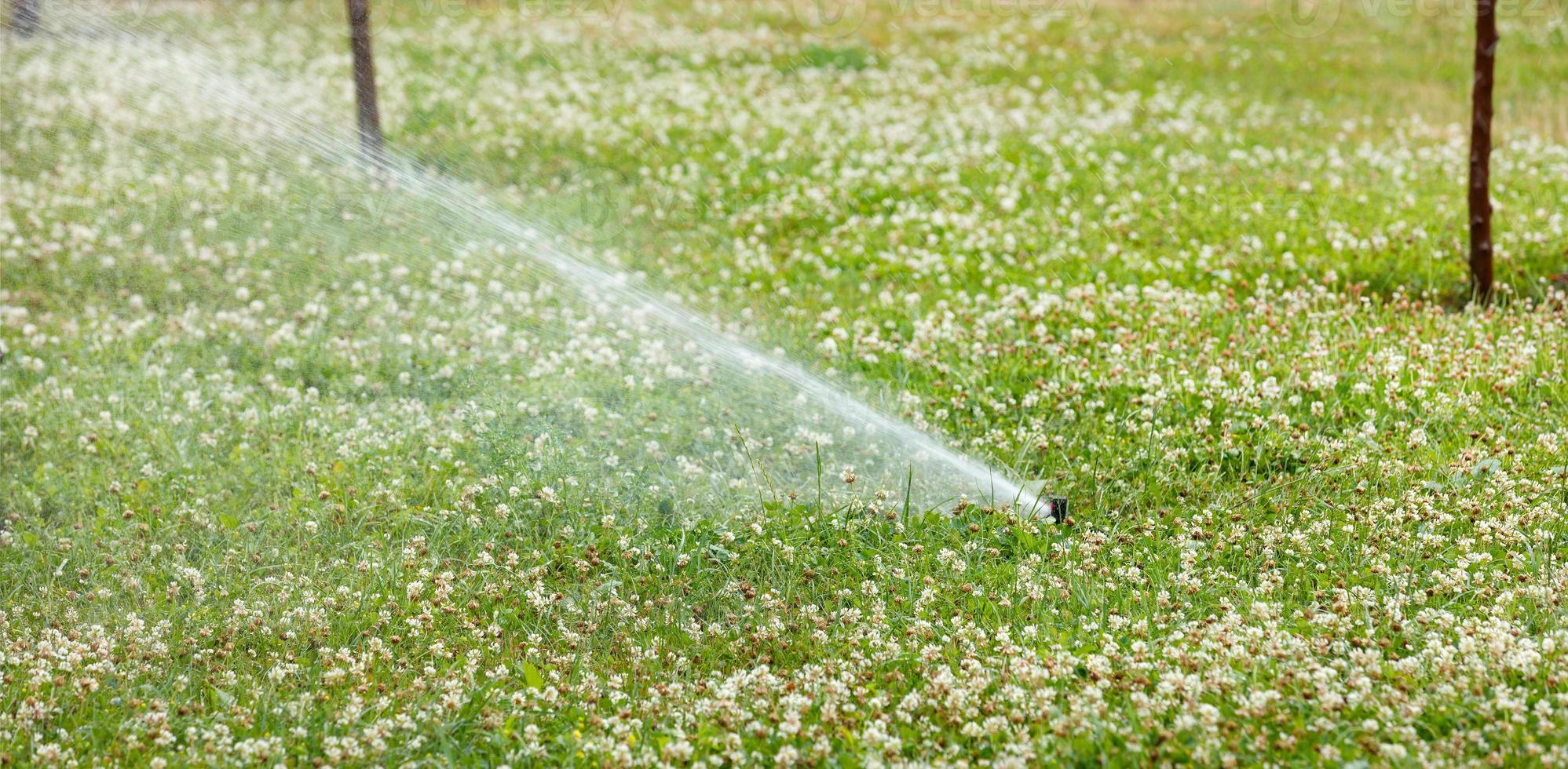 An automatic sprinkler irrigation system irrigates the green lawn overgrown with lush white clover. photo