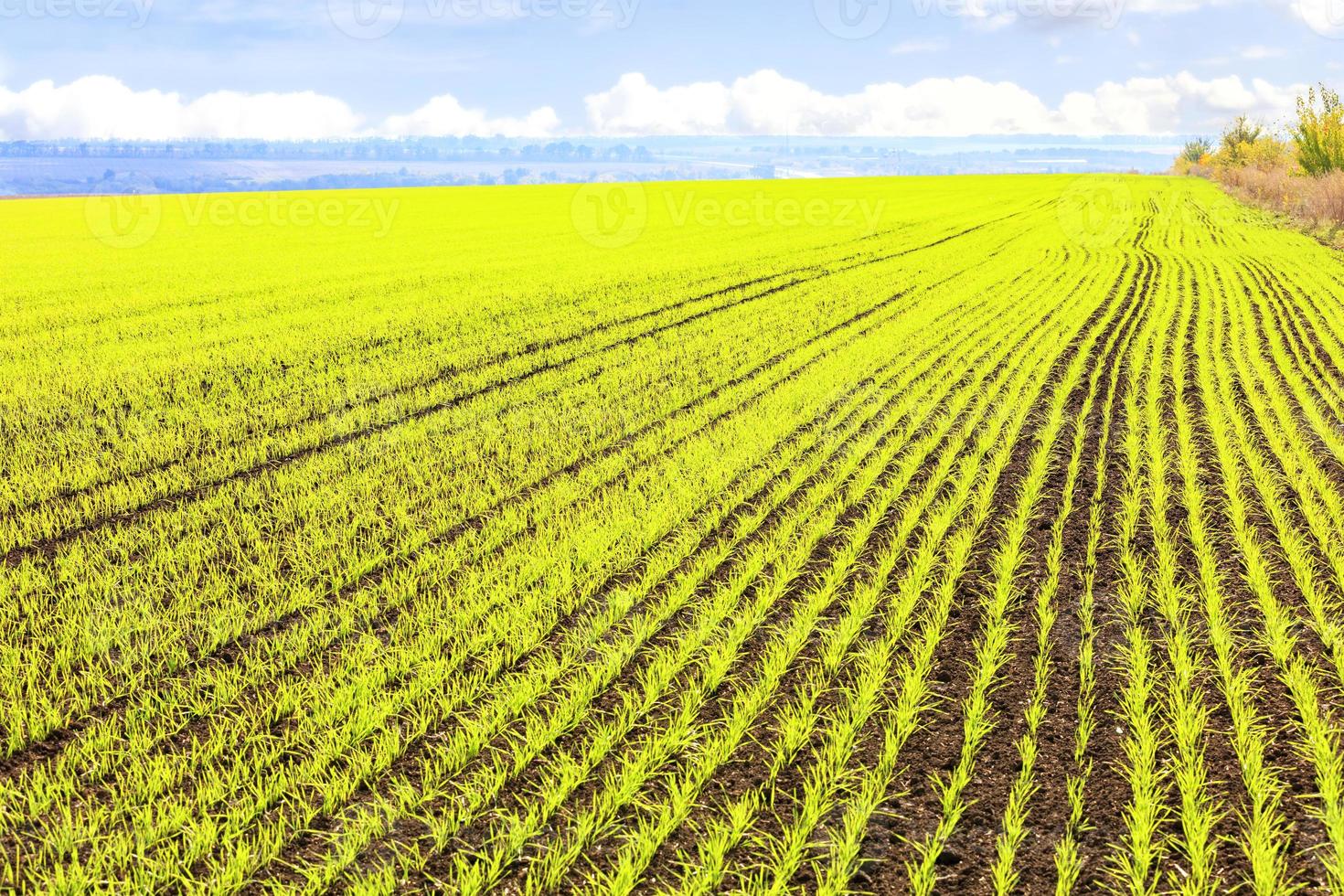 Smooth rows of sprouts of winter wheat sprouted in a vast field. photo