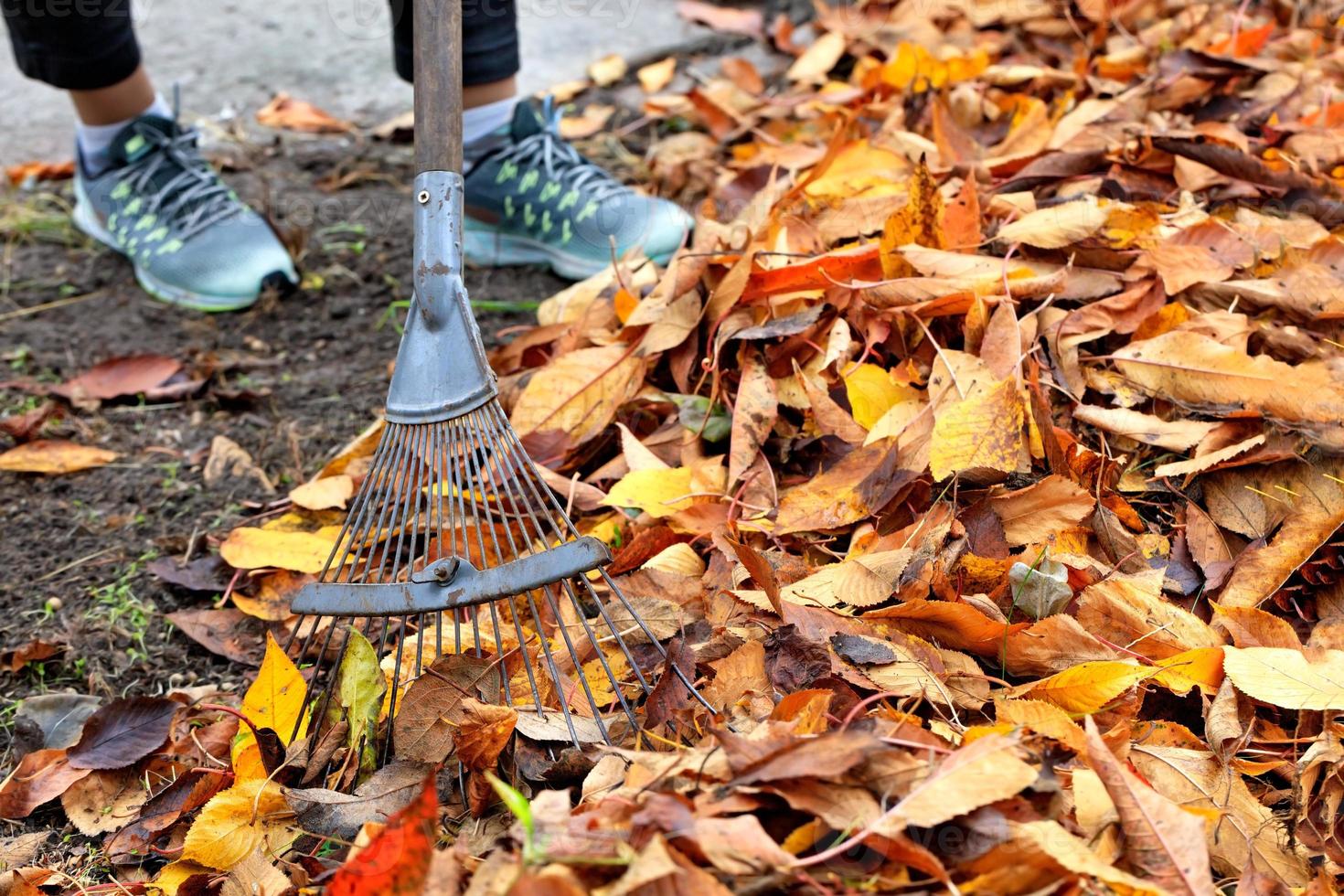 The gardener is raking a bunch of fallen yellow leaves with a metal rake in an autumn garden. photo