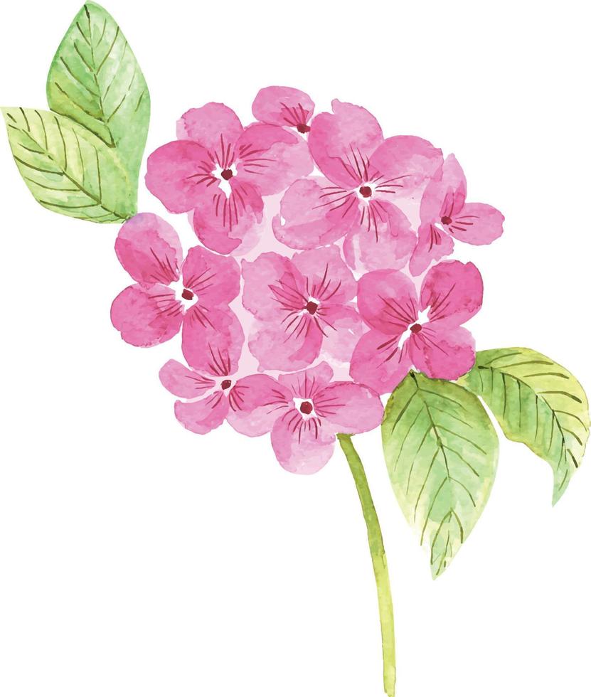 Pink hydrangea flower vector watercolors handpainted