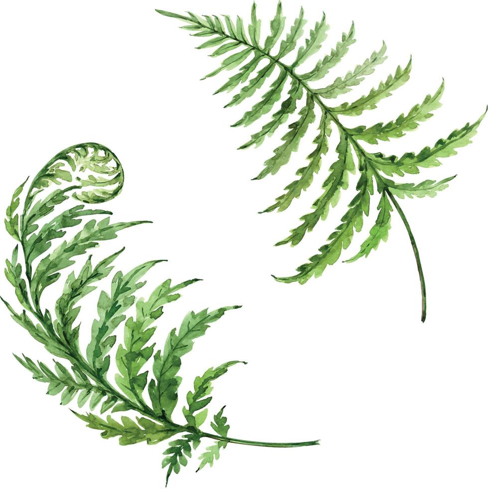 Vector watercolor green fern leaves hand painted