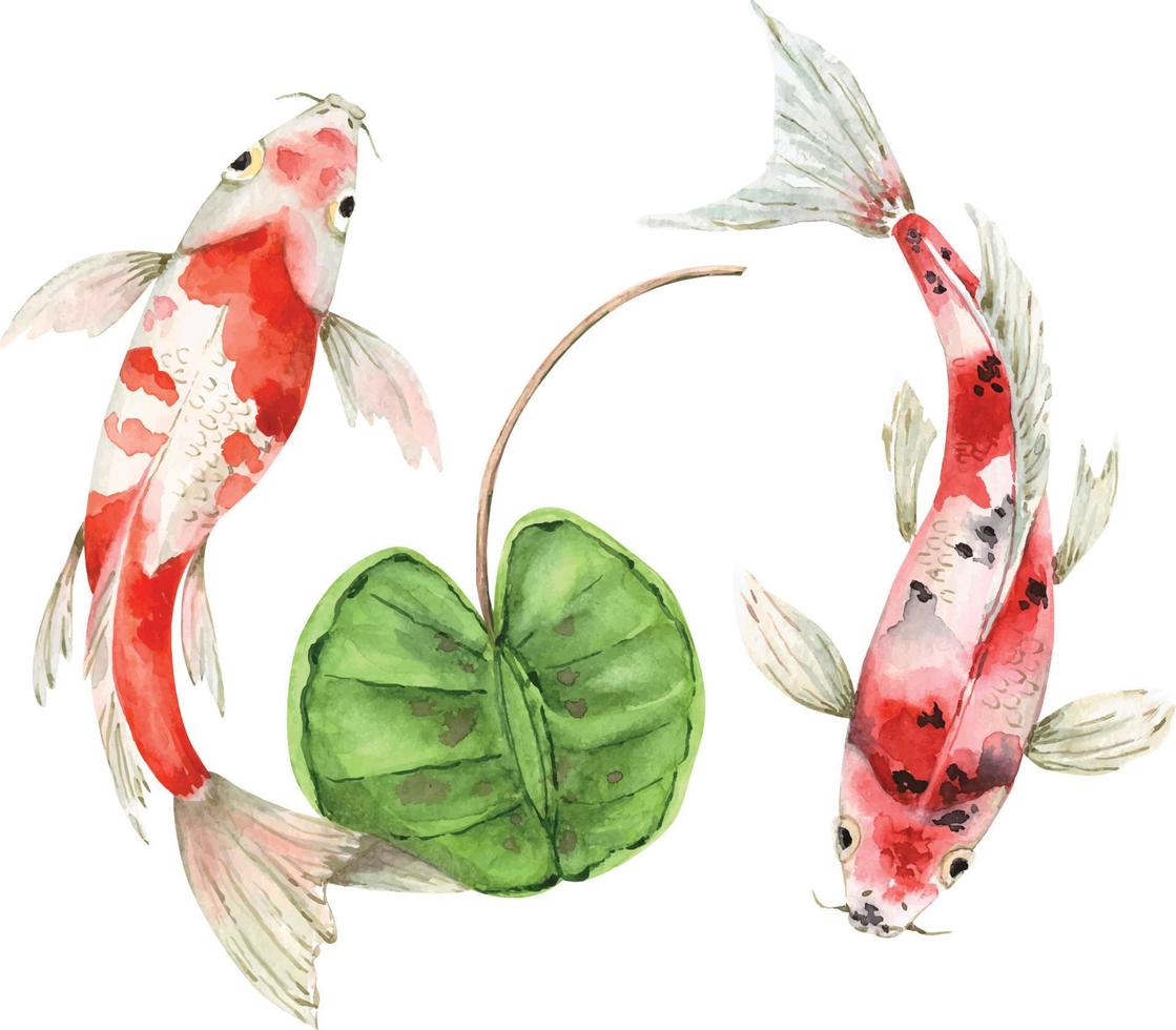 Spotted carp fish in water with plant vector watercolor