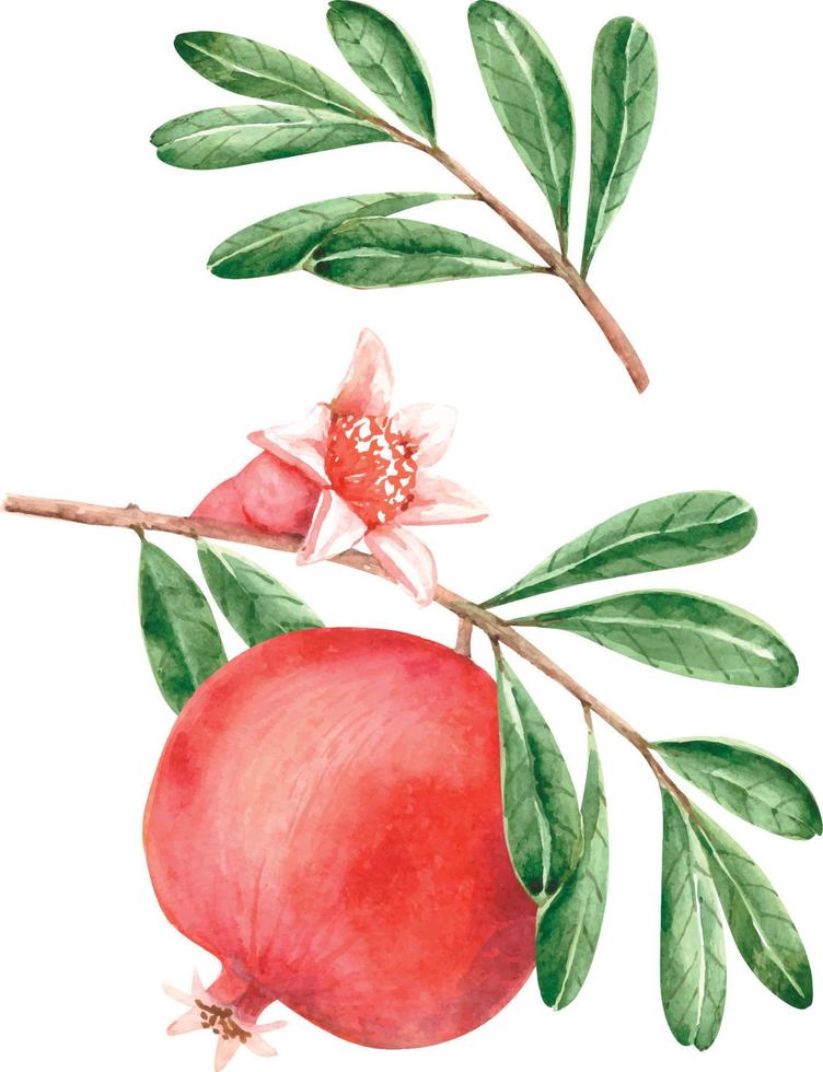 Vector watercolor red pomegranate on a branch with green leaves and bud hand painted