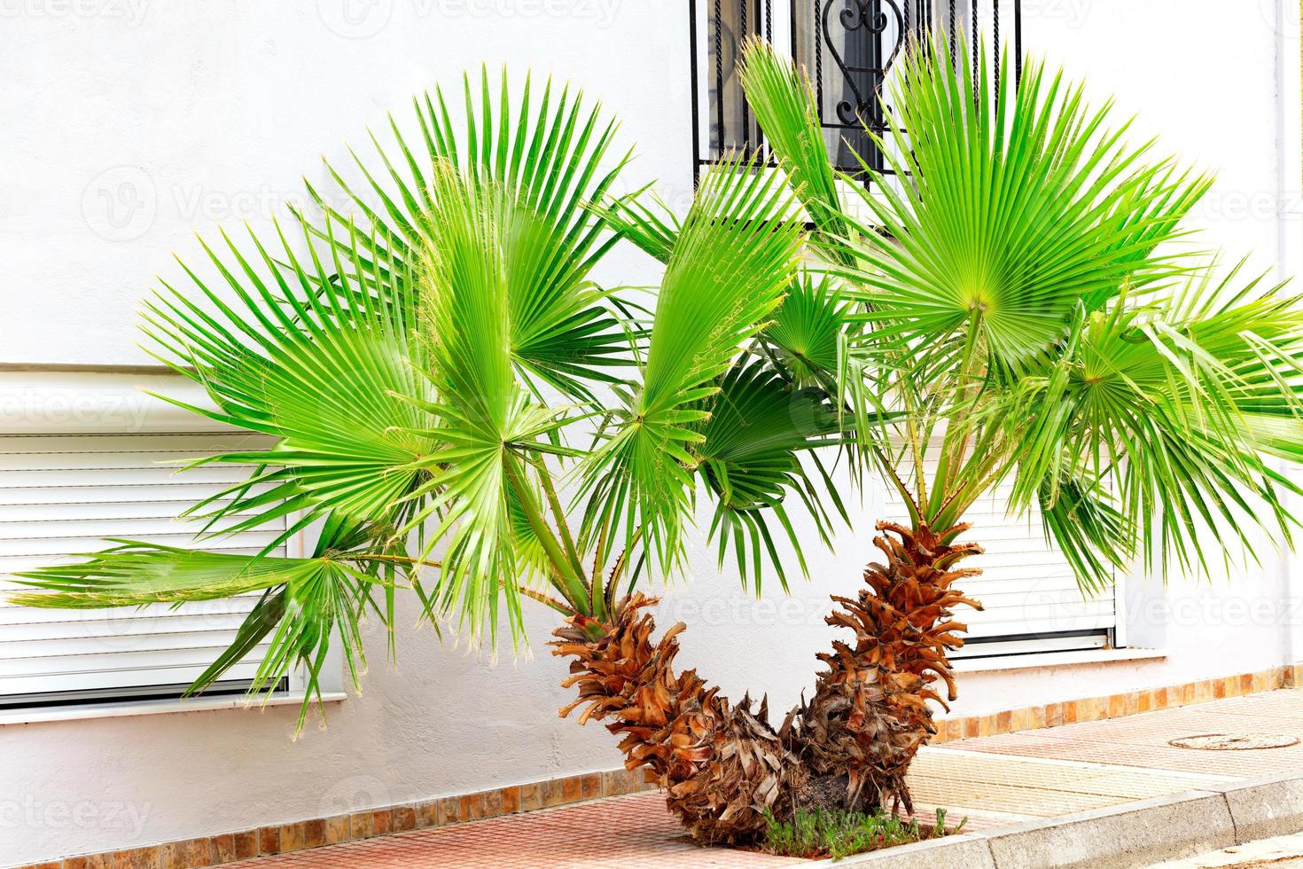 A beautiful, bright green young palm tree grows on a city sidewalk, against a white wall. photo