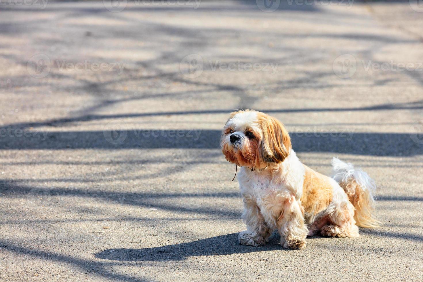A Shitsu dog is sitting on the asphalt sidewalk in a sunny spring day. photo