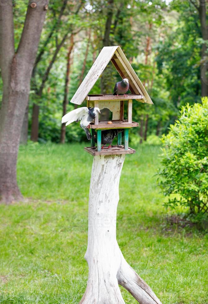 Persistent pigeons occupied the entire three-story bird feeder in the city park. photo