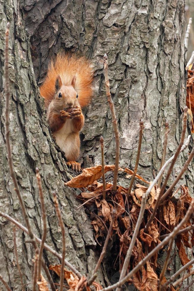 A small orange squirrel sits high on a tree in the autumn in the park and nibbles a walnut. photo