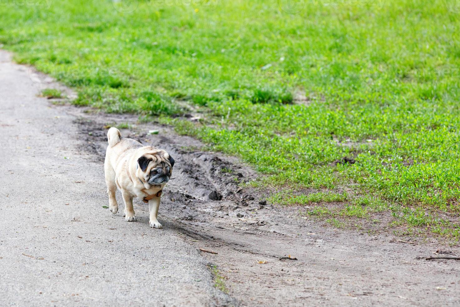 cachorro pug tristemente corre a lo largo del borde de una carretera rural. foto