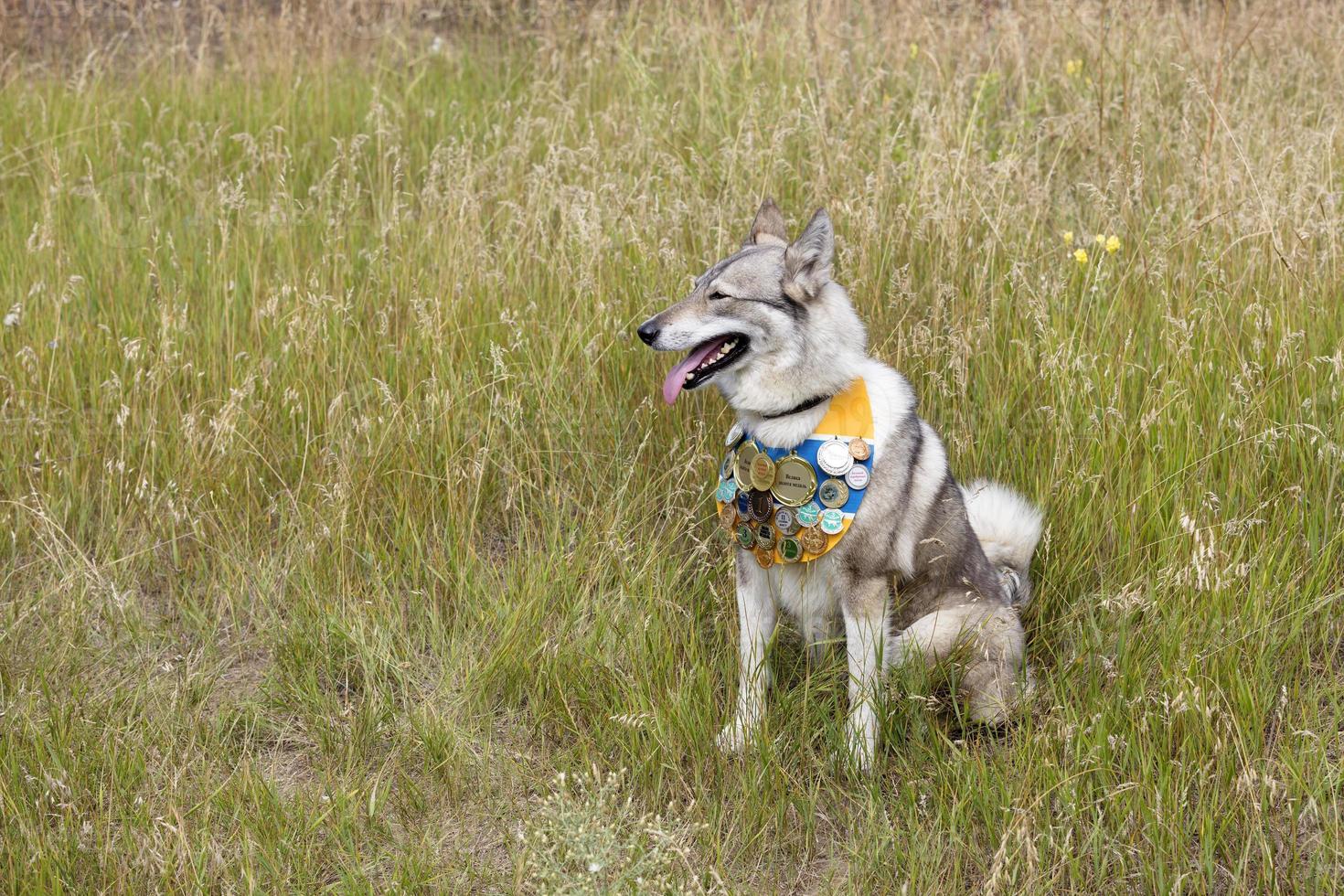 Hunting dog Siberian Laika sits on the grass with a premium belt on his chest photo