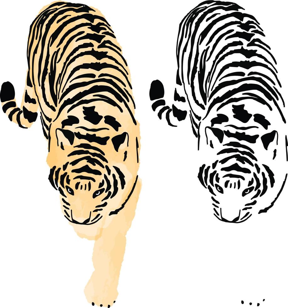 tigre de pintura de mano de acuarela vector