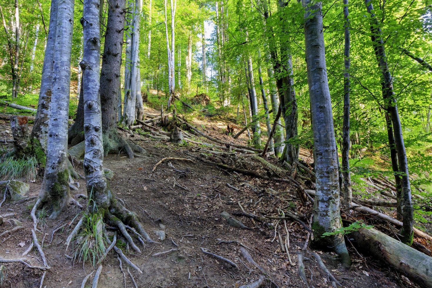 Old forest with the texture of intertwined tree roots in the shade photo