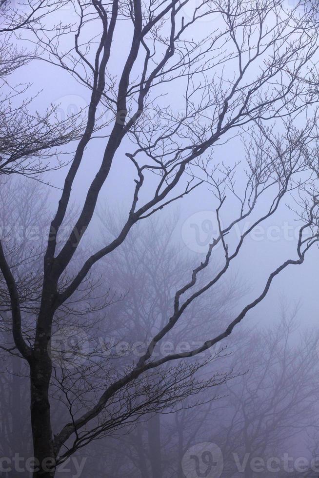 Silhouette of a tree against the backdrop of heavy fog in early spring photo