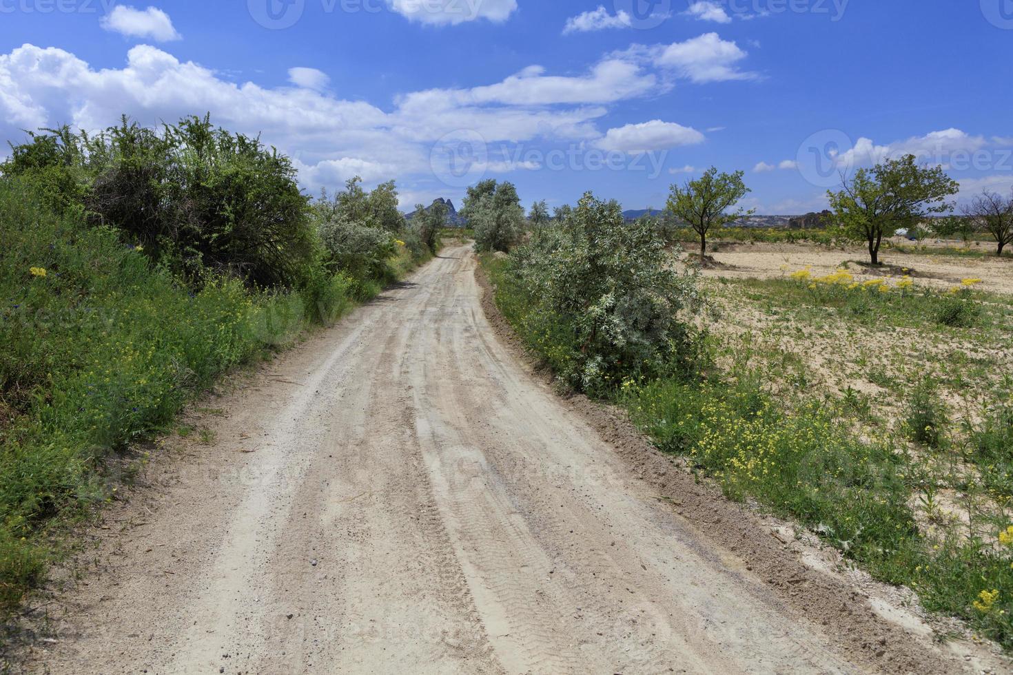 Rural landscape of an empty road near a field of green garden on a summer day. photo