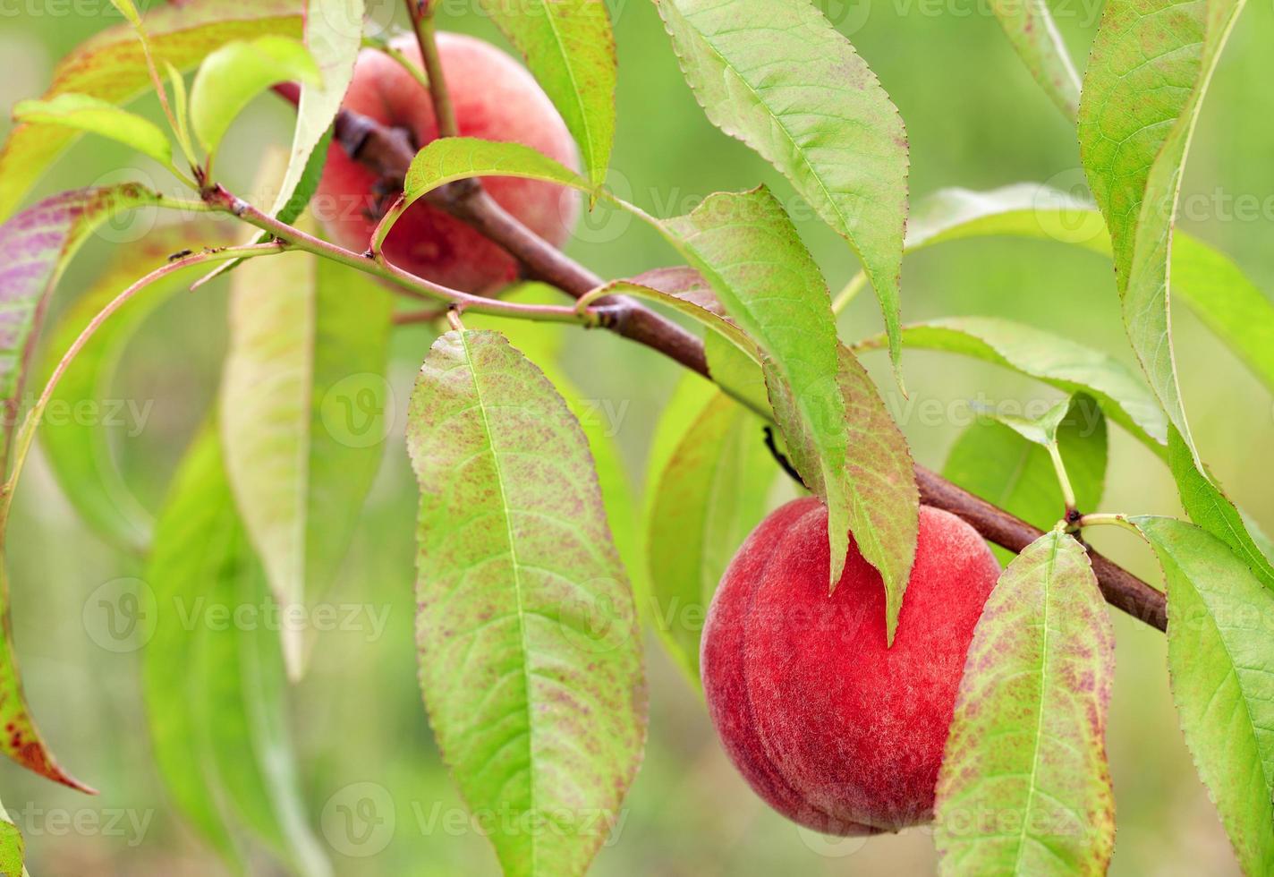 Melocotones dulces maduros brillantes que crecen en la rama de un árbol, primer plano foto