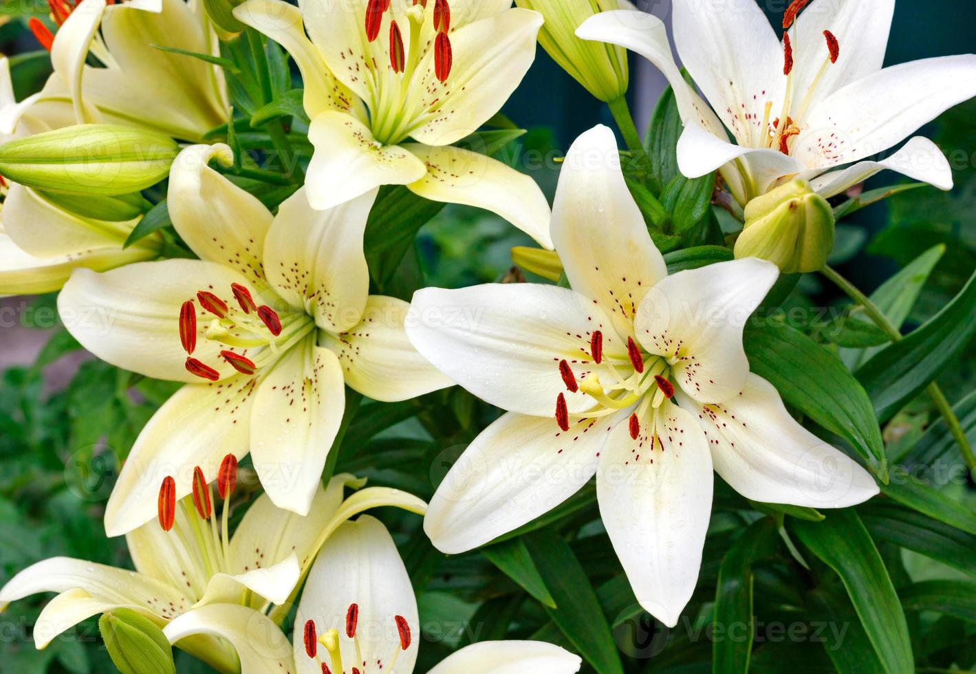 Large flowers of a white lily on a dark green background, selective focus. photo