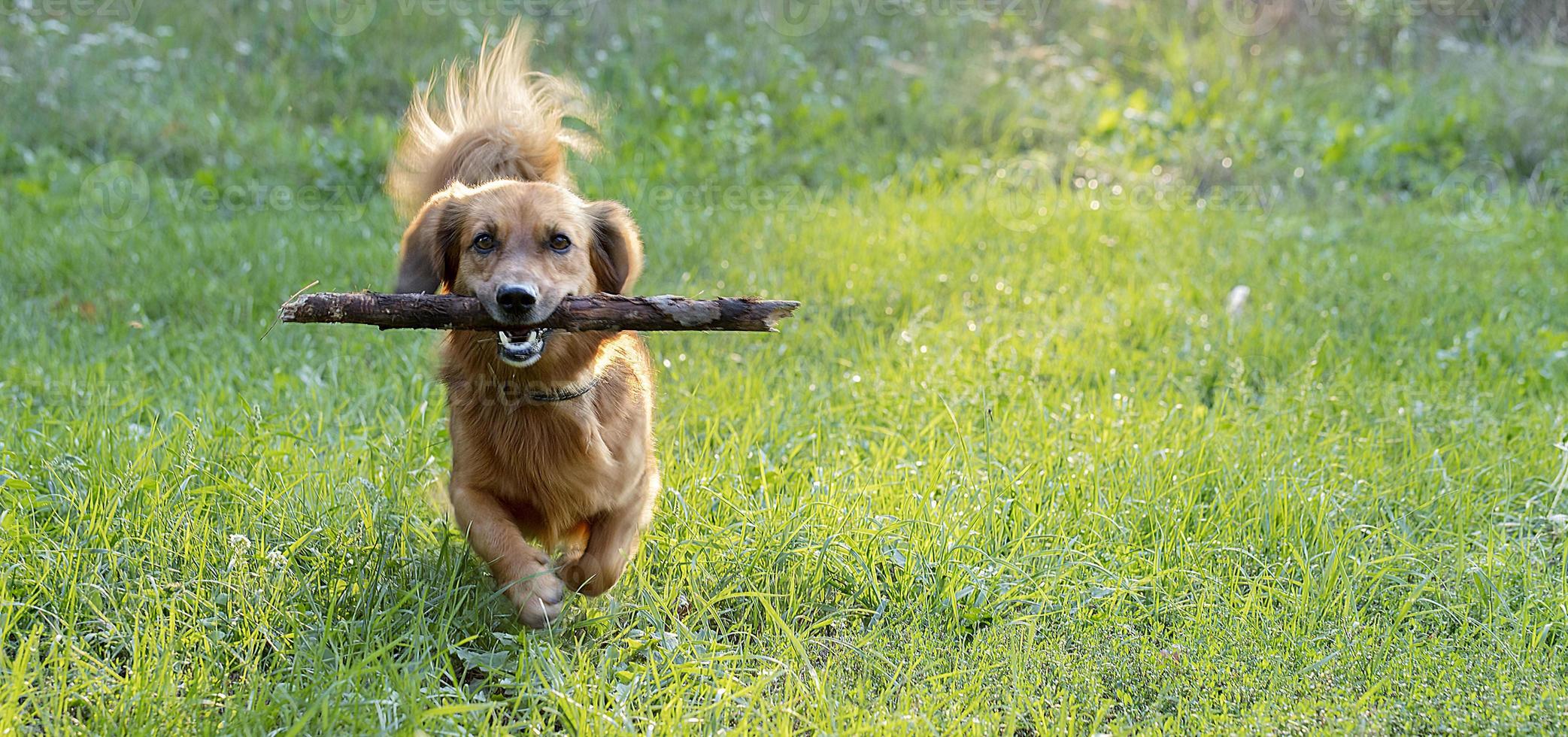 Teckel perro feliz jugando con una rama al aire libre en un césped verde foto