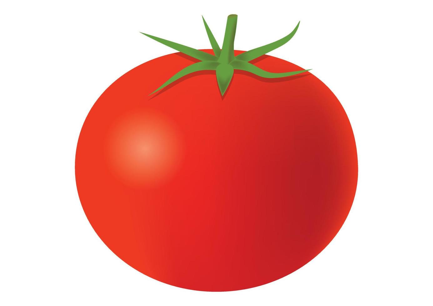 Ilustración vectorial de tomate aislado sobre fondo blanco. vector