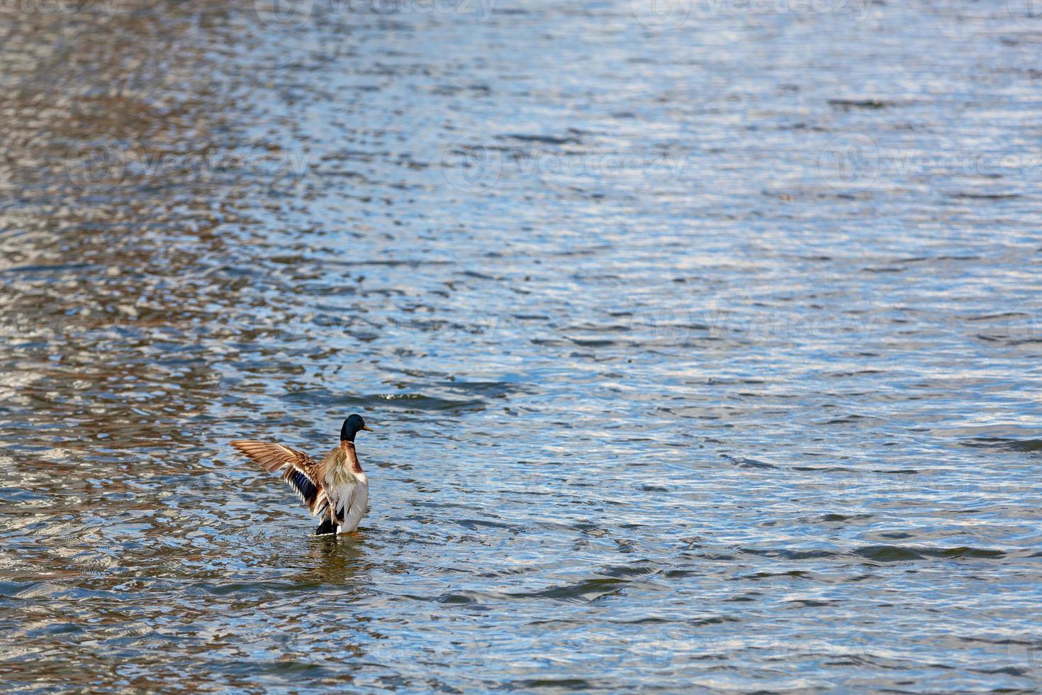 A wild duck drake with bright plumage, spreading its wings, floats on the blue surface of the water, a copy of space. photo