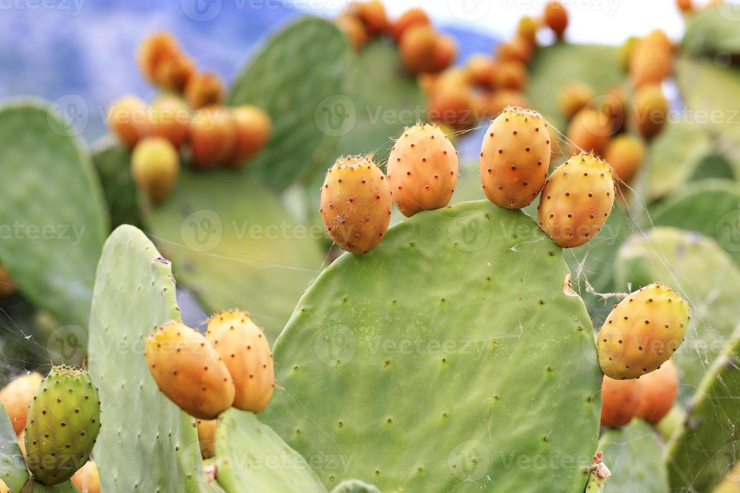 Fruits of an orange ripe sweet cactus of prickly pear prickly pear cactus against the background of a blue slightly cloudy sky. photo