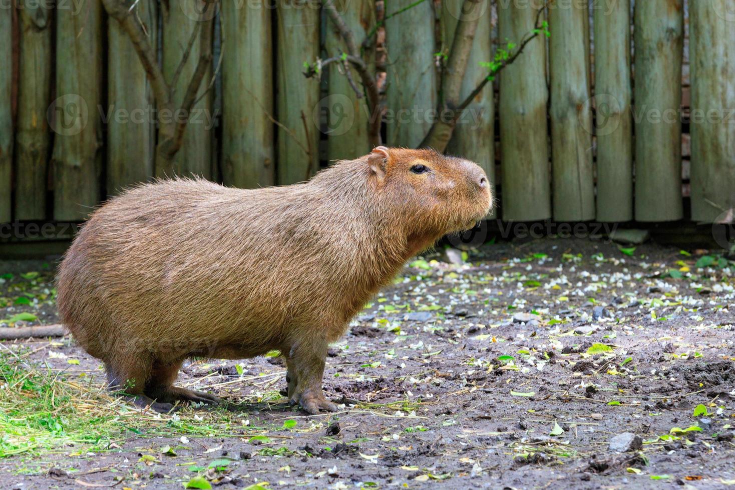 capibara se para en el suelo desnudo y huele el aire circundante, pantanal, brasil. foto