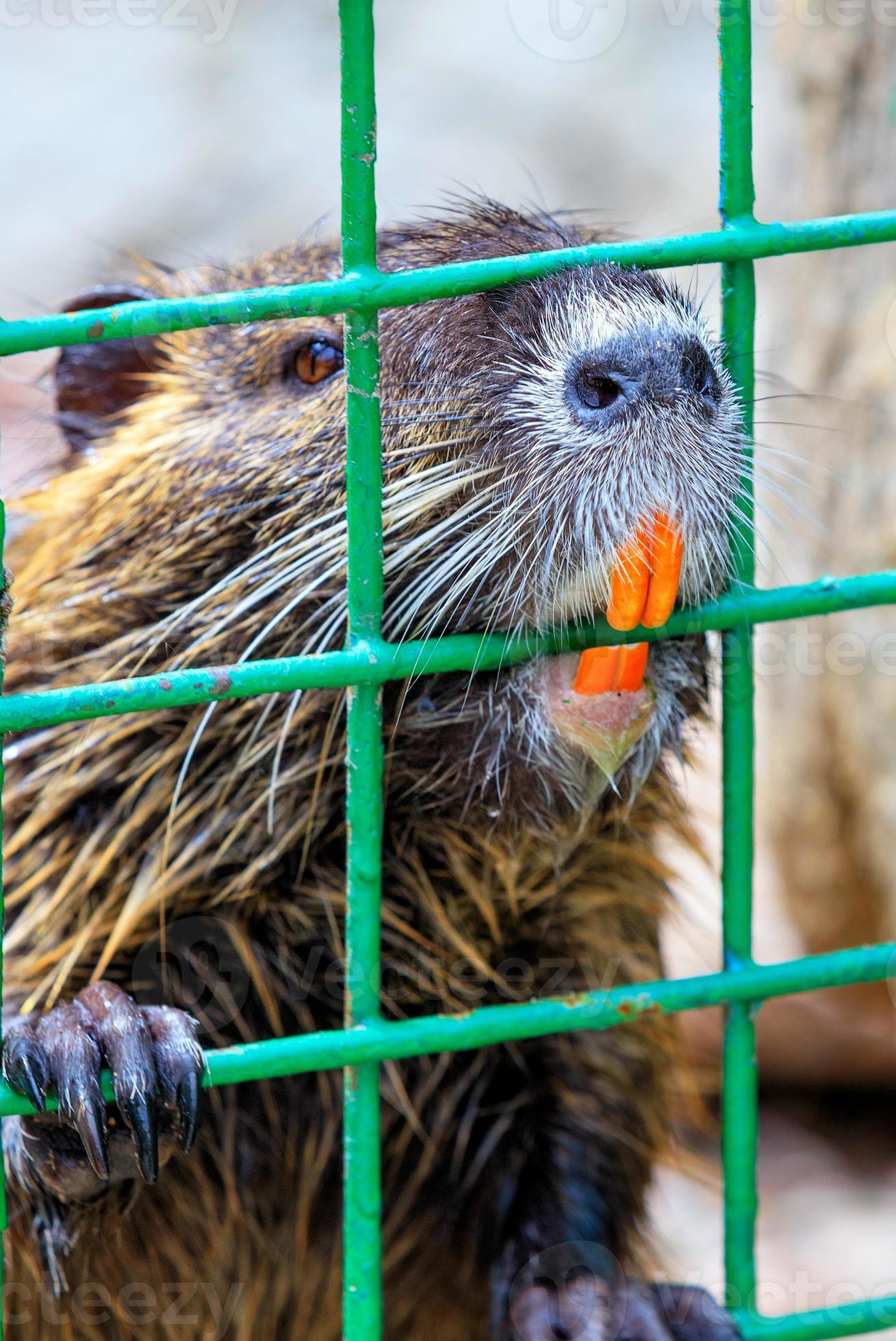 The water rat nutria bares its orange teethincisors behind a metal