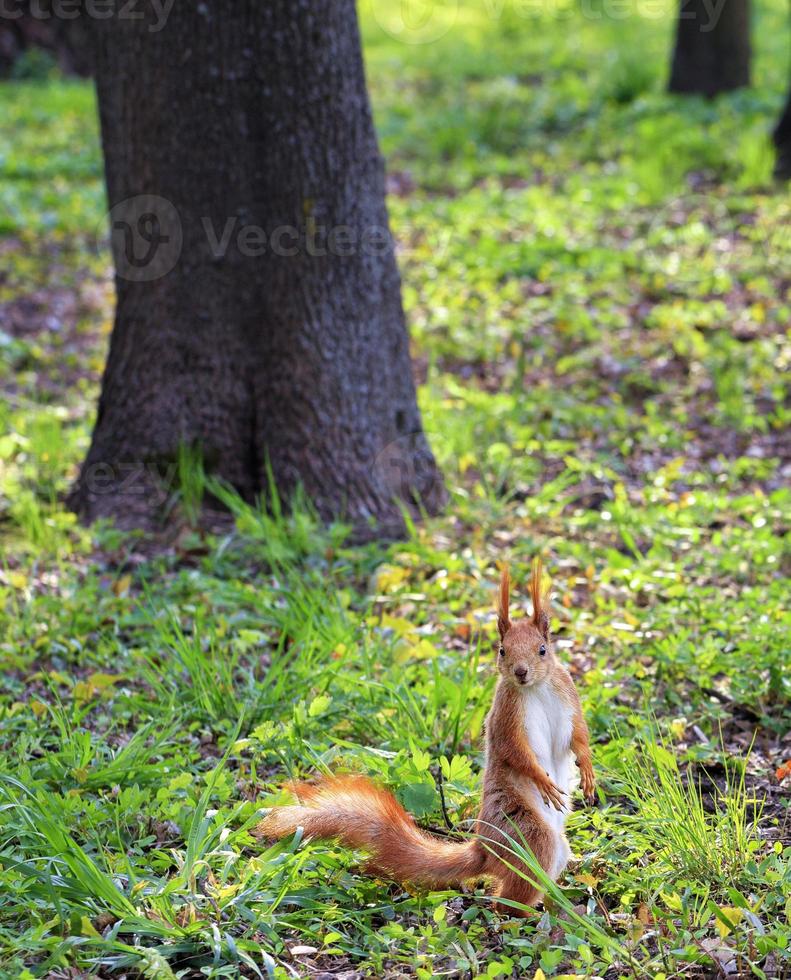 A little orange squirrel stands on its hind legs on a sunny glade of a city park. photo