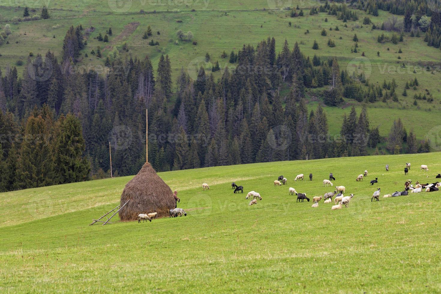 A herd of sheep grazing on a hill of mountain green meadows on a bright spring morning photo