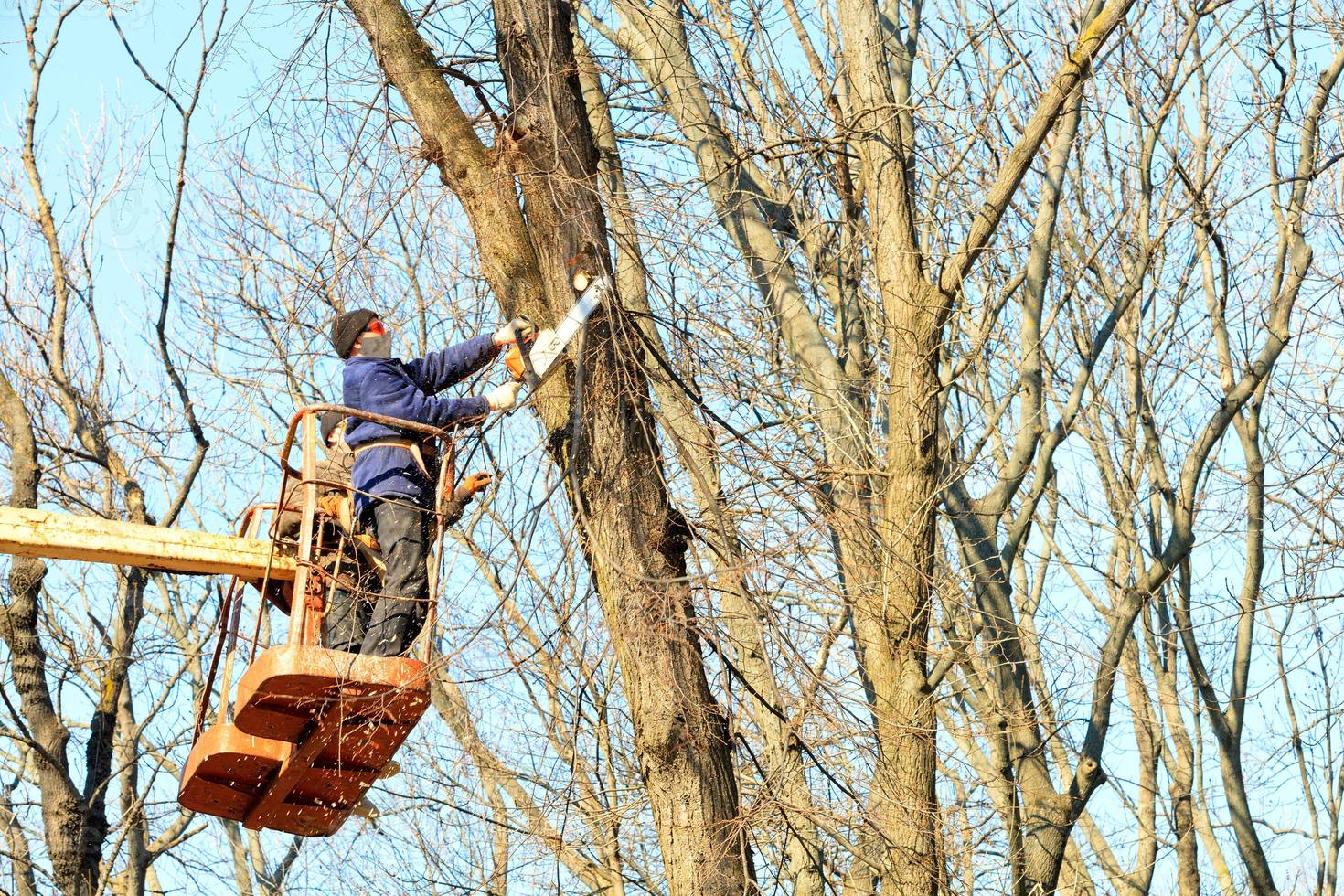 The forestry team with the help of a lifting winch and chainsaw cleans makes spring pruning of dry and branches in the city park. photo