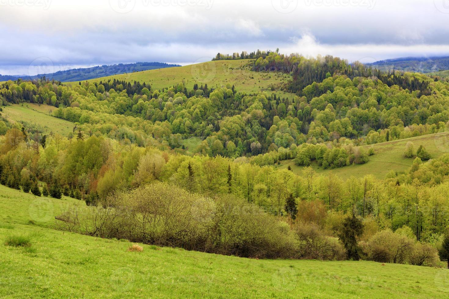 las colinas de las montañas de los Cárpatos están cubiertas de árboles jóvenes de hoja caduca, la vista de los Cárpatos de primavera desde una altura. foto