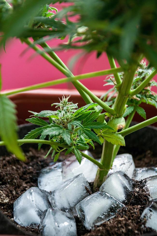 Cannabis medicinal con cubitos de hielo alrededor del tallo principal antes de la cosecha foto