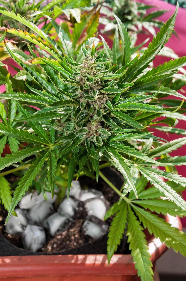 medical cannabis with with ice cubes around main stem before harvest photo