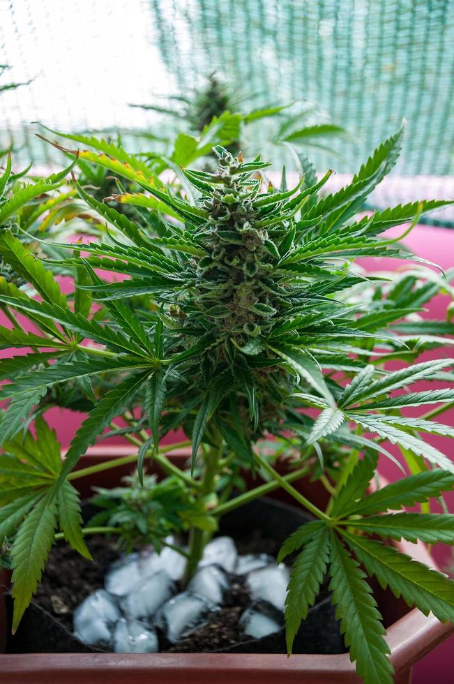 Cannabis medicinal con cubitos de hielo alrededor del tallo principal antes de la cosecha foto