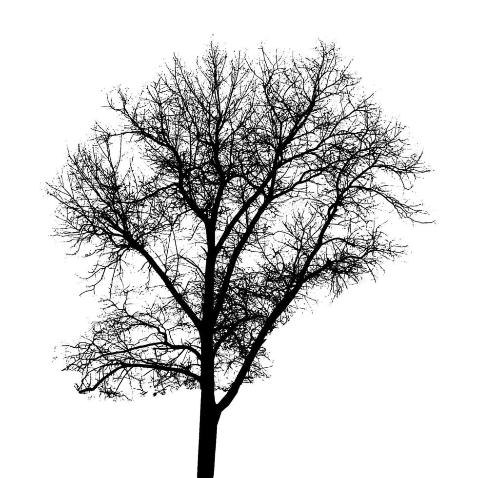 Tree Silhouette Isolated on White Backgorund. Vecrtor Illustrati vector