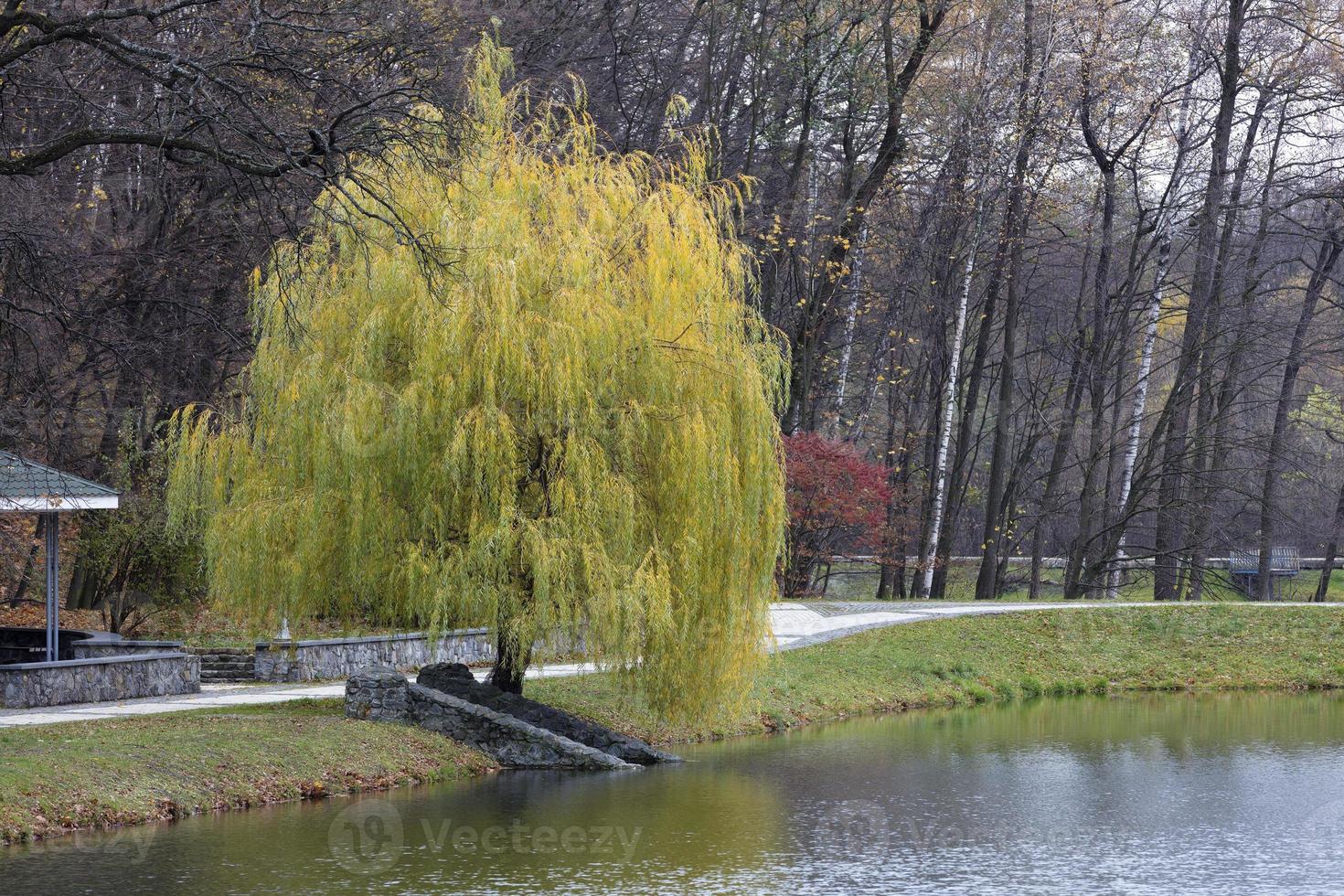 Beautiful green weeping willow on the shore of a pond in an autumn park photo