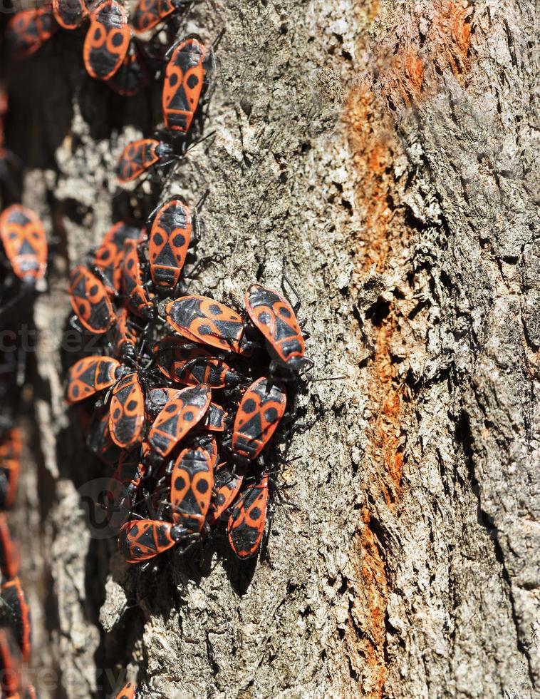 Forest cockroaches on the bark of a tree photo