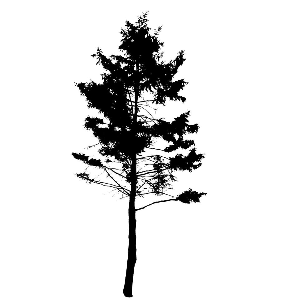 Tree Silhouette Isolated on White Backgorund. Vecrtor Illustrati vector