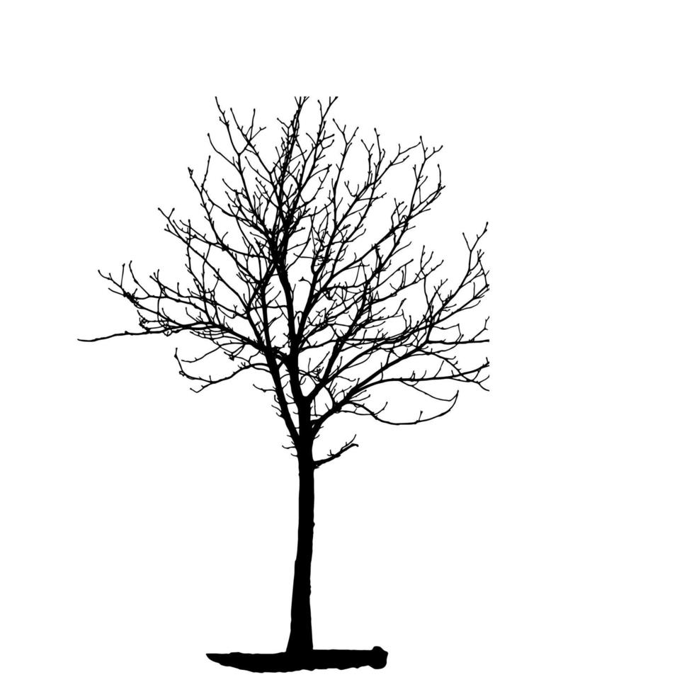 Tree Silhouette Isolated on White Backgorund. Vecrtor Illustrati vector