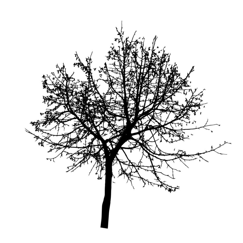 Tree Silhouette Isolated on White Backgorund. Vecrtor Illustrati vector